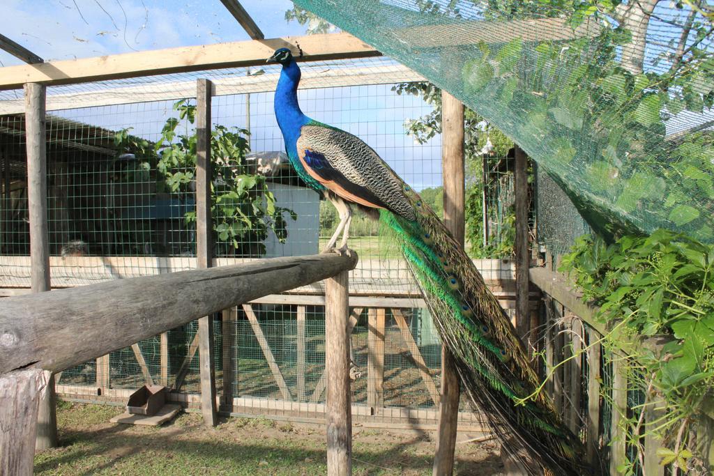 Casa Simonetti Bed & Breakfast ตอร์เร เดล ลาโกปุชชีนี ภายนอก รูปภาพ